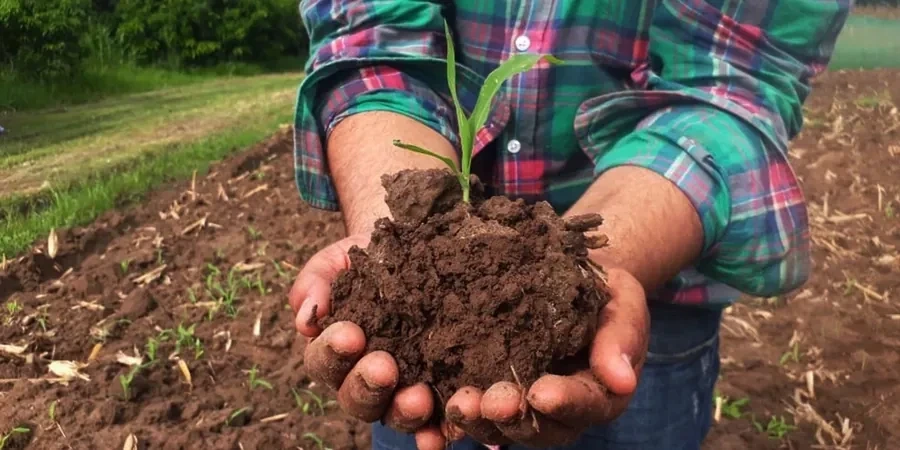 Illustrative image of Organic soil management in San Bernardino